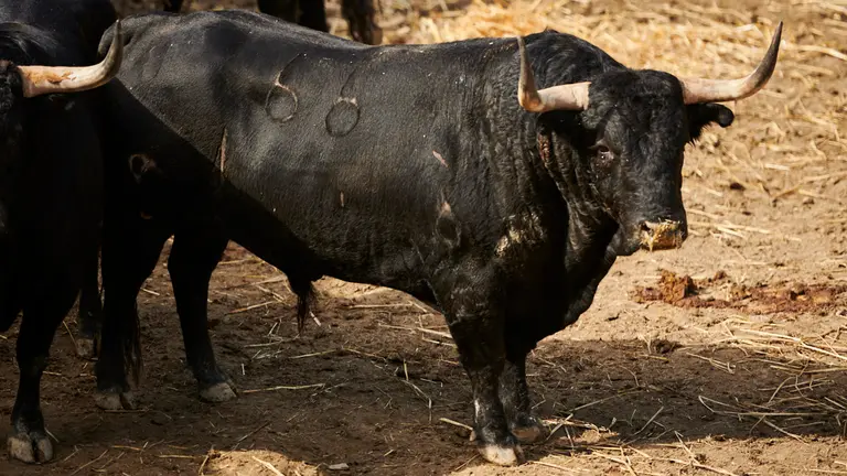 El toro 'Misigato' (nº66) de la ganadería de Victoriano del Río (13 de julio) y de 520 kilos de peso en los corrales del Gas de Pamplona. PABLO LASAOSA
