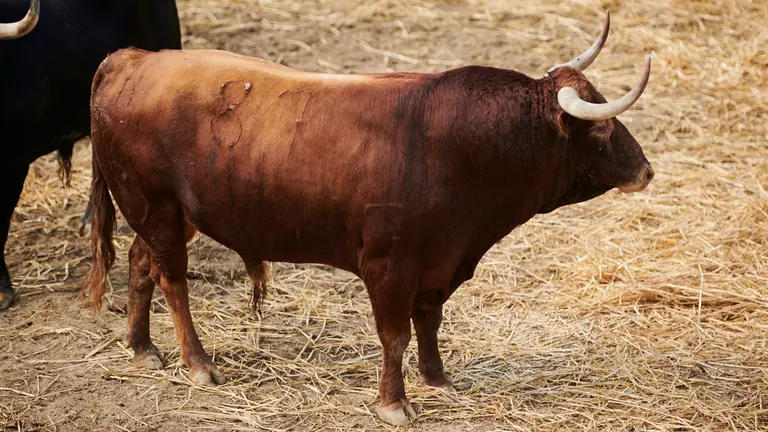 El toro 'Enamorado' (nº87) de la ganadería de Victoriano del Río y de 525 kilos de peso en los corrales del Gas de Pamplona. PABLO LASAOSA