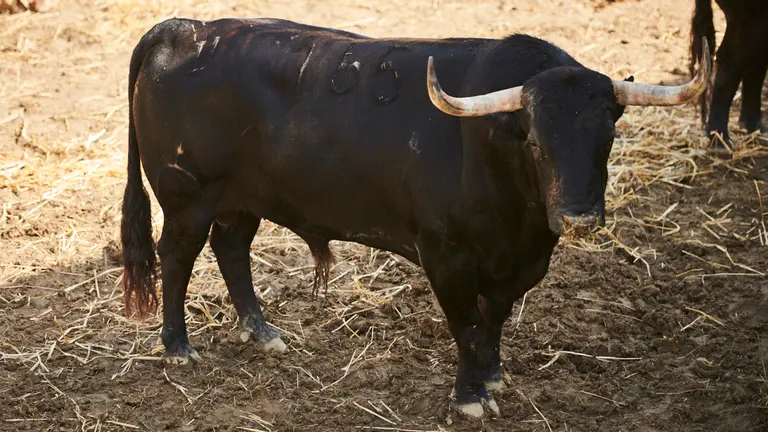 El toro 'Ebanista' (nº165) de la ganadería de Victoriano del Río y de 530 kilos de peso en los corrales del Gas de Pamplona. PABLO LASAOSA