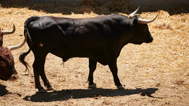 El toro 'Chaparrito' (nº24) de la ganadería de Miura (14 de julio) y de 625 kilos de peso en los corrales del Gas de Pamplona. PABLO LASAOSA