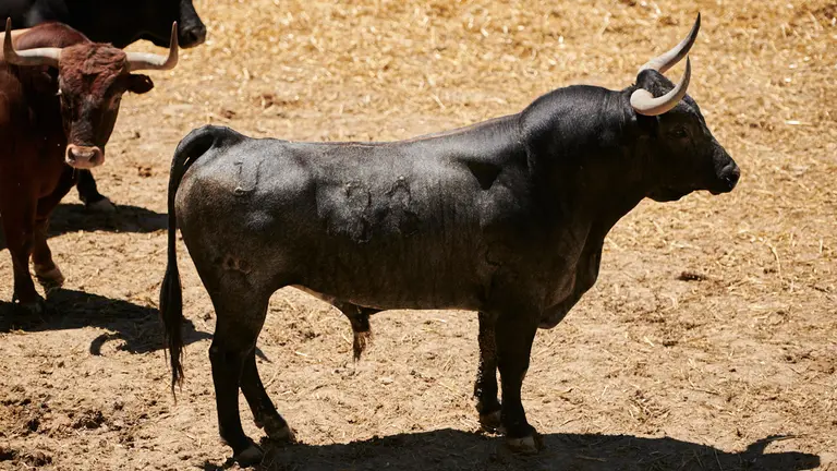 El toro 'Bodeguero' (nº33) de la ganadería de Miura (14 de julio) y de 585 kilos de peso en los corrales del Gas de Pamplona. PABLO LASAOSA