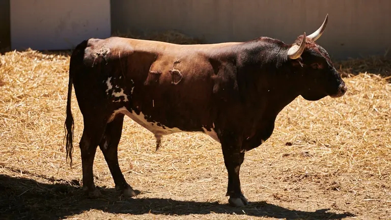 El toro 'Ahechador' (nº45) de la ganadería de Miura (14 de julio) y de 585 kilos de peso en los corrales del Gas de Pamplona. PABLO LASAOSA