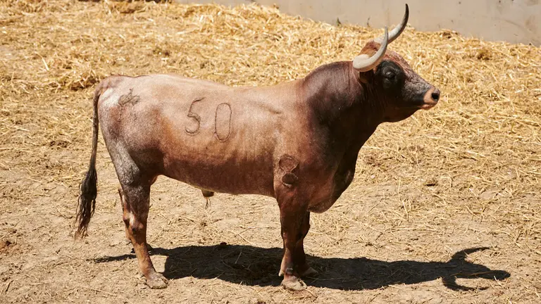 El toro 'Rifador' (nº50) de la ganadería de Miura (14 de julio) y de 545 kilos de peso en los corrales del Gas de Pamplona. PABLO LASAOSA