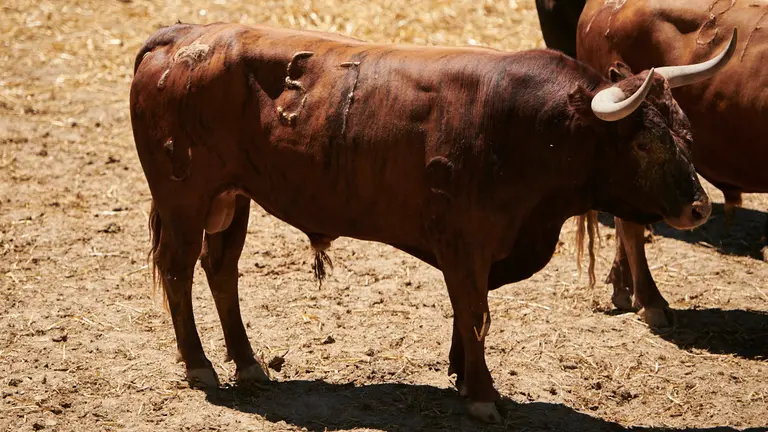 El toro 'Harnero' (nº57) de la ganadería de Miura (14 de julio) y de 520 kilos de peso en los corrales del Gas de Pamplona. PABLO LASAOSA