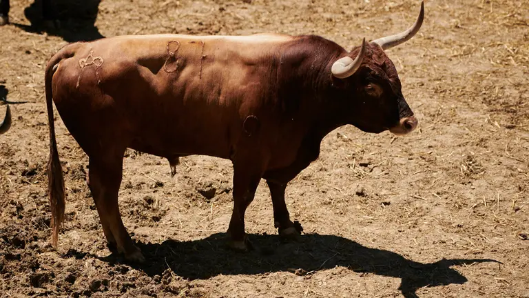 El toro 'Espadero' (nº87) de la ganadería de Miura (14 de julio) y de 540 kilos de peso en los corrales del Gas de Pamplona. PABLO LASAOSA