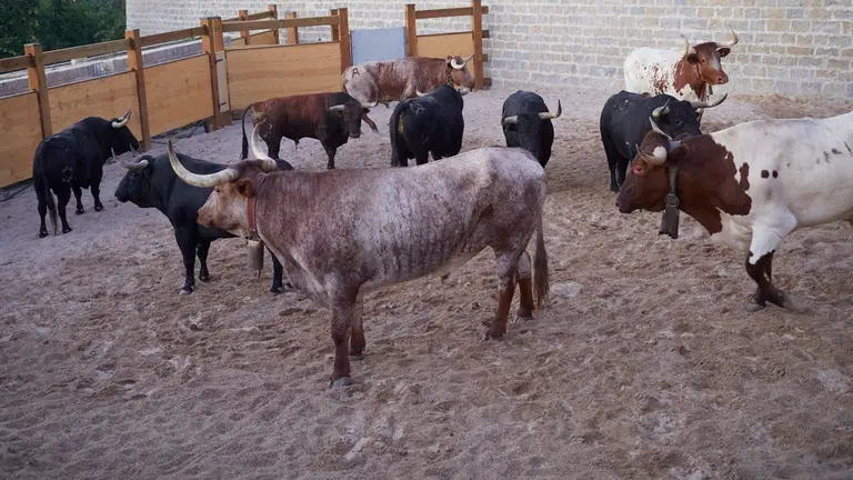 Encierrillo de los toros de la ganadería de Jandilla que protagonizarán el encierro del martes 12 de julio durante las fiestas de San Fermín 2022. IÑIGO ALZUGARAY