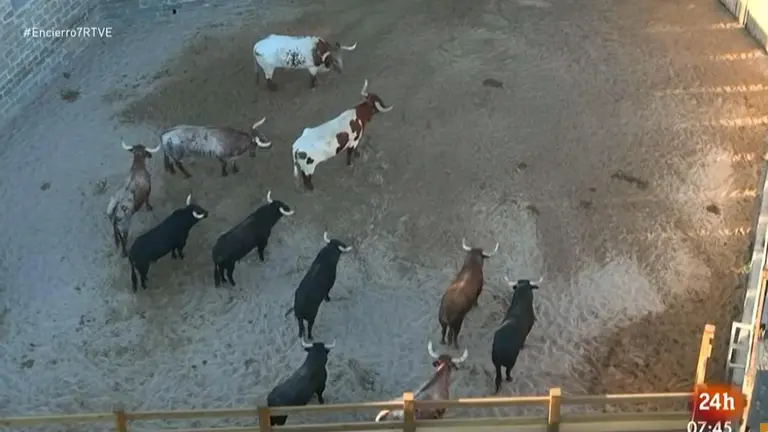 Los toros de Victoriano del Río esperan en los corrales de Santo Domingo el comienzo del séptimo encierro de San Fermín 2022. RTVE