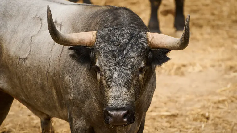 El toro 'Consejero I' (nº37) de la ganadería de José Escolar Gil (8 de julio) y de 560 kilos de peso en los corrales del Gas de Pamplona. PABLO LASAOSA