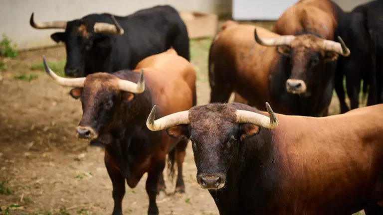 Toros de la ganadería de La Palmosilla (7 de julio) en los corrales del Gas de Pamplona. PABLO LASAOSA