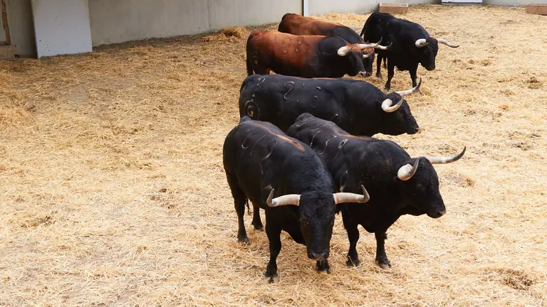 Toros de la ganadería de Fuente Ymbro (10 de julio) en los corrales del Gas de Pamplona. IÑIGO ALZUGARAY