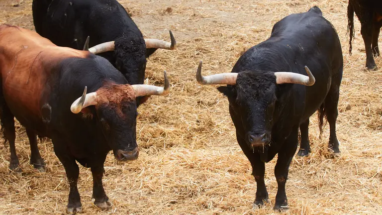 Toros de la ganadería de Fuente Ymbro (10 de julio) en los corrales del Gas de Pamplona. IÑIGO ALZUGARAY