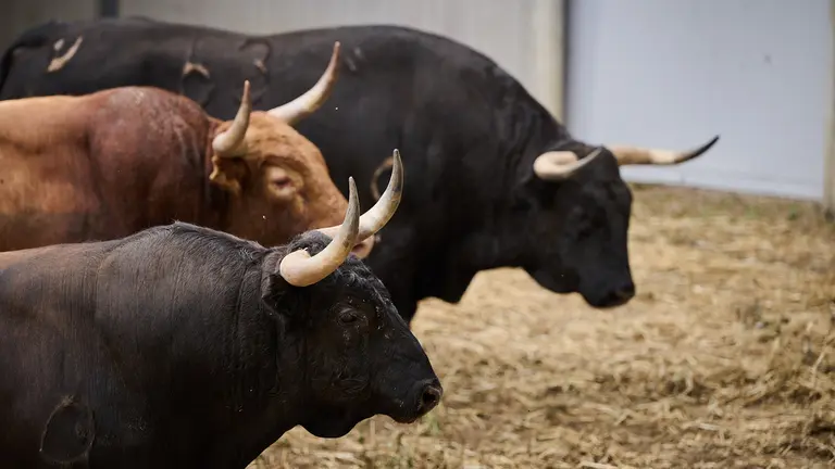 Toros de la ganadería de Jandilla (11 de julio) en los corrales del Gas de Pamplona. PABLO LASAOSA