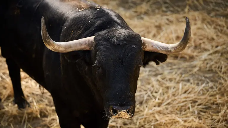 El toro 'Navegante' (nº 21) de la ganadería de Victoriano del Río (13 de julio) y de 570 kilos de peso en los corrales del Gas de Pamplona. PABLO LASAOSA

