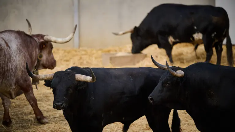 Toros de la ganadería de Victoriano del Río (13 de julio) en los corrales del Gas de Pamplona. PABLO LASAOSA
