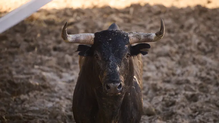 El toro 'Panadero' (nº 42) de la ganadería de Miura (14 de julio) y de 625 kilos de peso en los corrales del Gas de Pamplona. PABLO LASAOSA