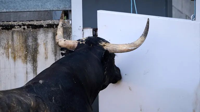 Toros de la ganadería de Miura (14 de julio) en los corrales del Gas de Pamplona. PABLO LASAOSA