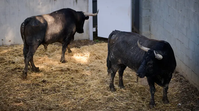 Toros de la ganadería de Miura (14 de julio) en los corrales del Gas de Pamplona. PABLO LASAOSA