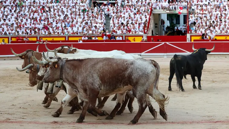 Varios mansos recogen para su vuelta a los toriles al quinto toro de la tarde que le correspondía en suerte al diestro Andrés Roca Rey esta tarde en la Plaza de Toros de Pamplona dentro de la Feria del Toro de los Sanfermines 2023, donde ha compartido cartel con Emilio de Justo y Tomás Rufo con toros de la ganadería madrileña de Victoriano del Rio Cortés. EFE/Villar López