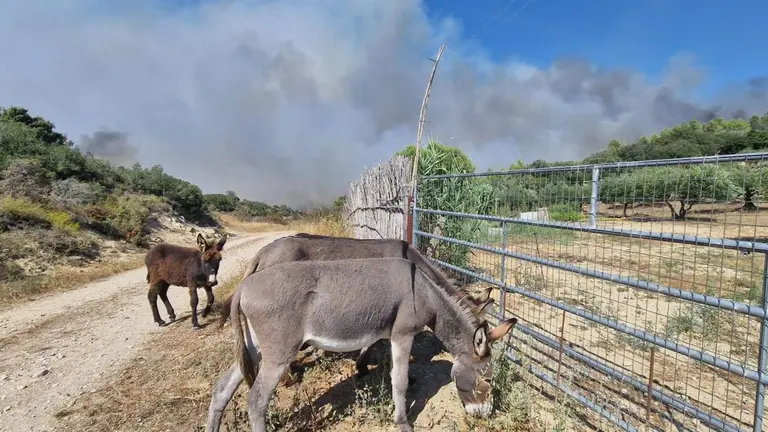 La Guardia Civil evacua animales de la zona del incendio forestal de Artajona. GUARDIA CIVIL