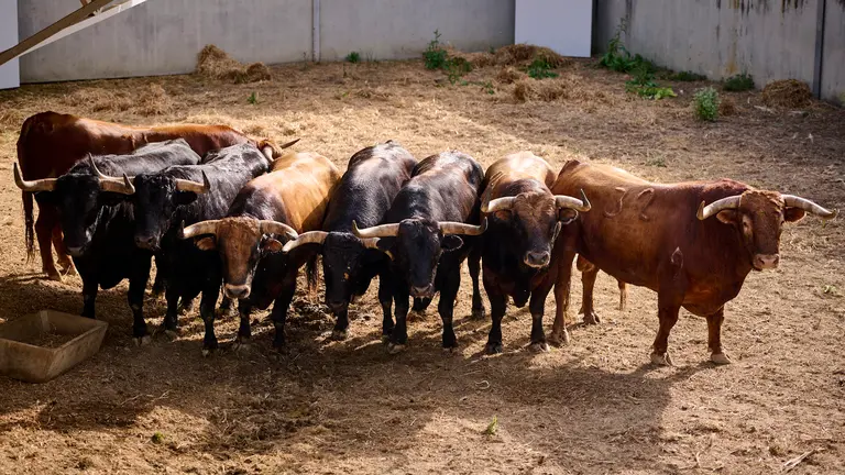 TOROS DE LA GANADERÍA DE LA PALMOSILLA (7 DE JULIO) EN LOS CORRALES DEL GAS DE PAMPLONA. PABLO LASAOSA