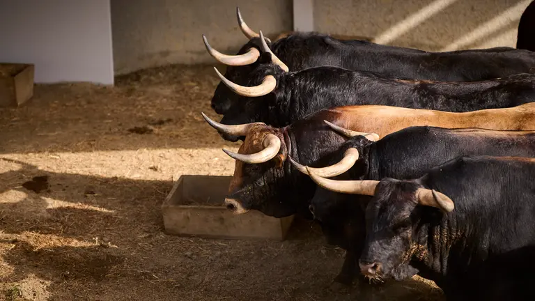 TOROS DE LA GANADERÍA DE LA PALMOSILLA (7 DE JULIO) EN LOS CORRALES DEL GAS DE PAMPLONA. PABLO LASAOSA