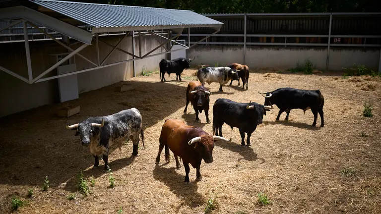 Toros de la ganadería de Cebada Gafo (8 de julio) en los Corrales del Gas preparados apra San Fermín 2024. PABLO LASAOSA