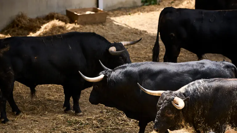 Los toros de Victoriano del Río para la corrida del 9 de julio de San Fermín 2024, en los corrales del Gas de Pamplona. PABLO LASAOSA