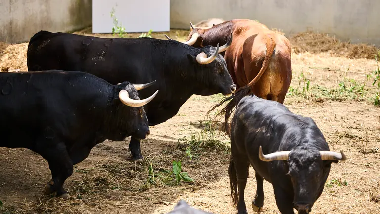os toros de Victoriano del Río para la corrida del 9 de julio de San Fermín 2024, en los corrales del Gas de Pamplona. PABLO LASAOSA