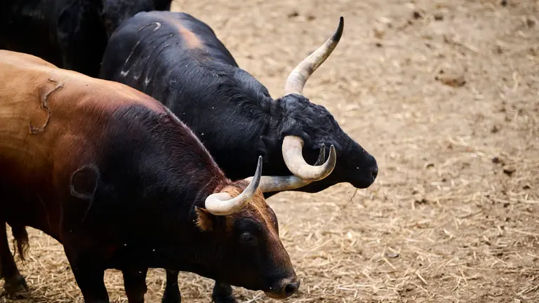 Los toros de Fuente Ymbro para la corrida del 10 de julio de San Fermín 2024, en los corrales del Gas de Pamplona. PABLO LASAOSA