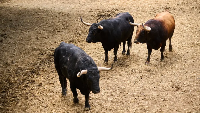 Los toros de Fuente Ymbro para la corrida del 10 de julio de San Fermín 2024, en los corrales del Gas de Pamplona. PABLO LASAOSA