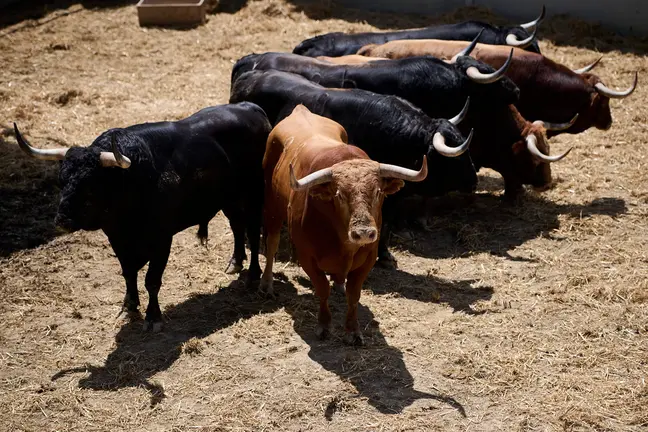 Los toros de Domingo Hernández para el encierro y la corrida del 11 de julio de San Fermín 2024 descansan en los corrales del Gas de Pamplona. PABLO LASAOSA.