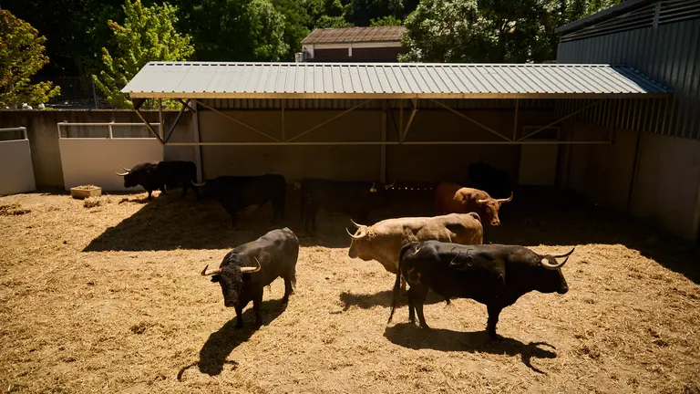 Los toros de Jandilla para la corrida y el encierro del 12 de julio en los corrales del Gas de Pamplona. PABLO LASAOSA