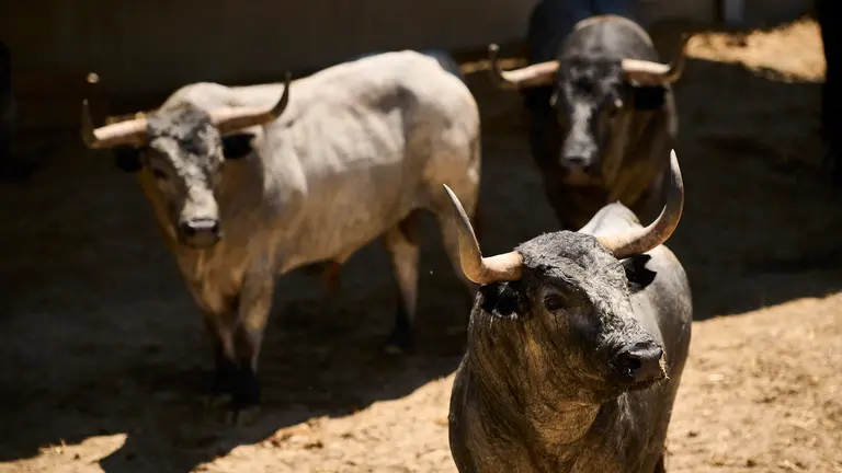 Los toros de José Escolar para la corrida y el encierro del 13 de julio de 2024 en los corrales del Gas de Pamplona. PABLO LASAOSA