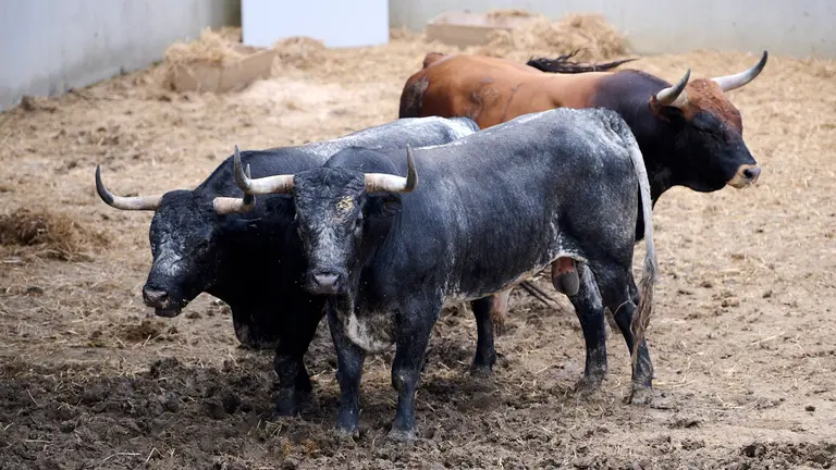 Los toros de Miura para la corrida y el encierro del 14 de julio de 2024 en los corrales del Gas de Pamplona. PABLO LASAOSA