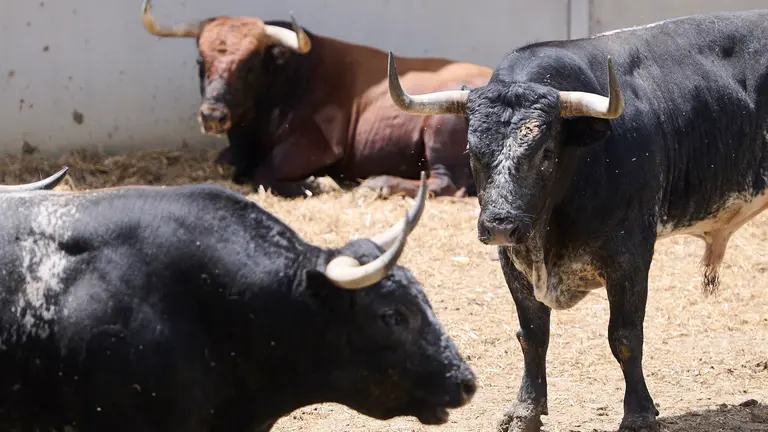Los toros de Miura para la corrida y el encierro del 14 de julio de 2024 en los corrales del Gas de Pamplona. PABLO LASAOSA