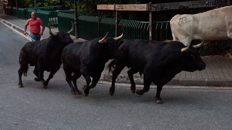 Los toros de la ganadería de Jandilla, que correrán el sexto encierro de las Fiestas de San Fermín 2024, son trasladados la noche anterior desde los corrales del gas hasta los de Santo Domingo, en lo que se conoce como 