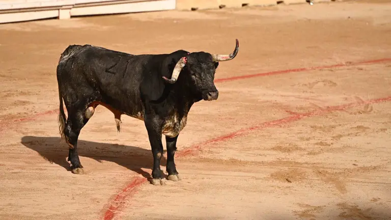 El toro Tahonero, primero de la tarde de Manuel Escribano, se ha roto el cuerno al embestir el burladero en la Feria del Toro de San Fermín 2024 en Pamplona. PABLO LASAOSA