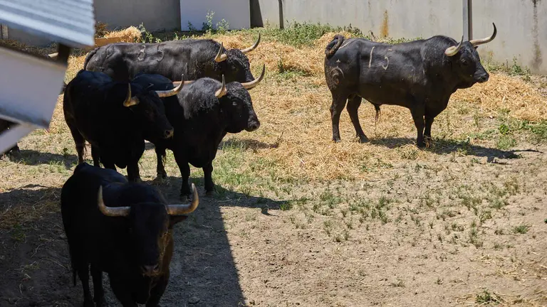 Toros de la ganadería de Fuente Ymbro (encierro del 7 de julio) en los Corrales del Gas preparados para San Fermín 2025. IÑIGO ALZUGARAY