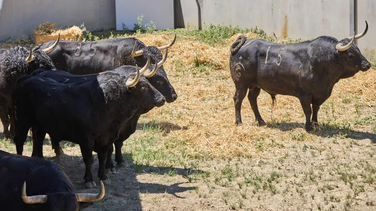 Toros de la ganadería de Fuente Ymbro para San Fermín 2025. IÑIGO ALZUGARAY