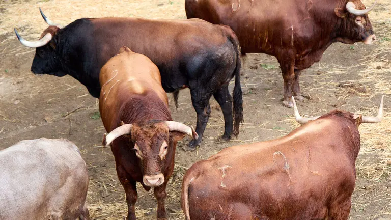 Toros de la ganadería de Álvaro Núñez (encierro del 9 de julio) en los Corrales del Gas preparados para San Fermín 2025