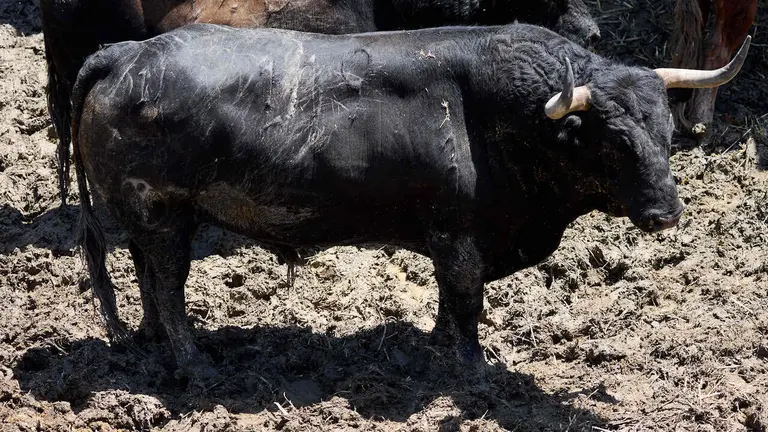El toro 'Soleares' (nº 119) de la ganadería de Victoriano del Río (9 de julio), negro, y de 595 kilos de peso, en los Corrales del Gas de Pamplona para San Fermín 2026. IÑIGO ALZUGARAY