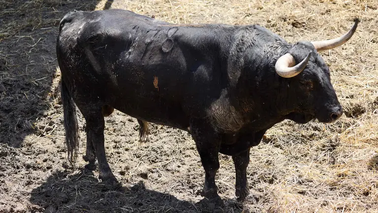 El toro 'Devoto' (nº 178) de la ganadería de Victoriano del Río (9 de julio), negro gragado meano axiblanco, y de 585 kilos de peso, en los Corrales del Gas de Pamplona para San Fermín 2026. IÑIGO ALZUGARAY