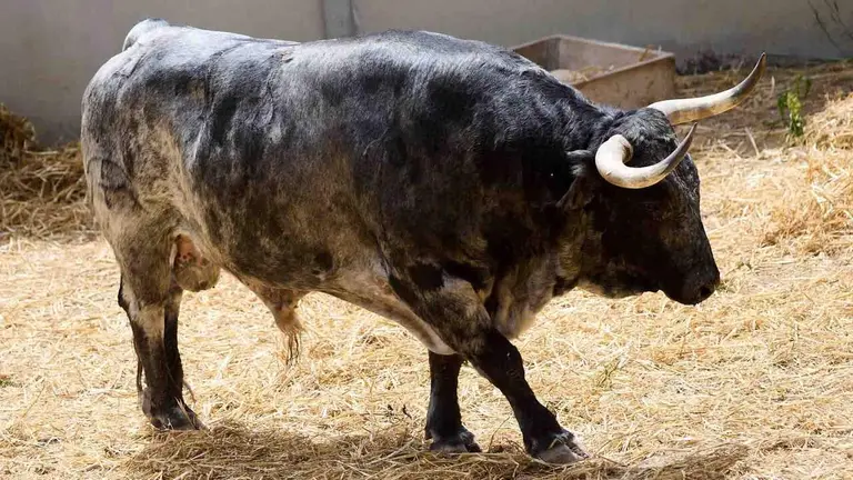 El toro 'Palillero' (nº 13) de la ganadería de Cebada Gago (8 de julio), cárdeno, y de 585 kilos de peso, en los Corrales del Gas de Pamplona para San Fermín 2026. IÑIGO ALZUGARAY