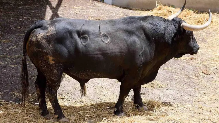 El toro 'Branador' (nº 66) de la ganadería de Cebada Gago (8 de julio), negro bragado meano, y de 555 kilos de peso, en los Corrales del Gas de Pamplona para San Fermín 2026. IÑIGO ALZUGARAY