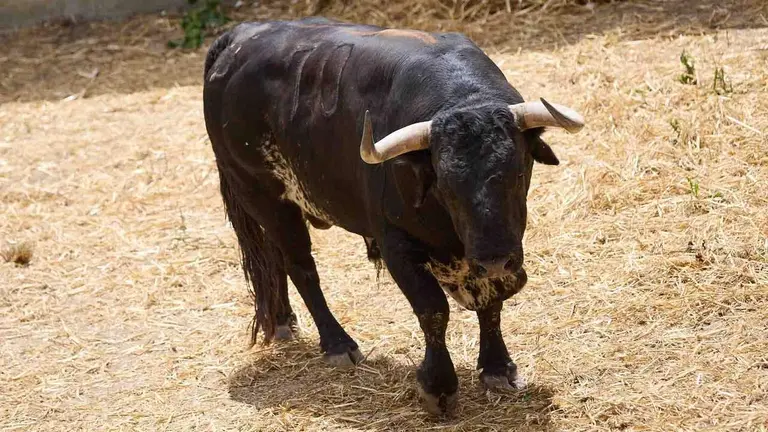 El toro 'Pintado' (nº 70) de la ganadería de Cebada Gago (8 de julio), negro mulato chorreado bragado corrido axiblanco, y de 565 kilos de peso, en los Corrales del Gas de Pamplona para San Fermín 2026. IÑIGO ALZUGARAY