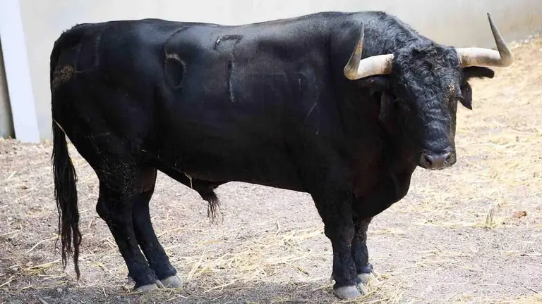 El toro 'Manijero' (nº 67) de la ganadería de Cebada Gago (8 de julio), negro, y de 590 kilos de peso, en los Corrales del Gas de Pamplona para San Fermín 2026. IÑIGO ALZUGARAY