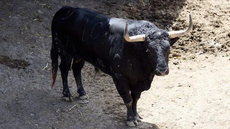 El toro 'Botellero' (nº 108) de la ganadería de Fuente Ymbro (7 de julio), negro, y de 570 kilos de peso, en los Corrales del Gas de Pamplona para San Fermín 2026. IÑIGO ALZUGARAY