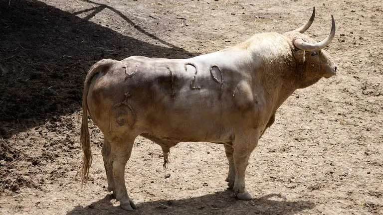 El toro 'Improvisado' (nº 129) de la ganadería de Fuente Ymbro (7 de julio), jabonero, y de 610 kilos de peso, en los Corrales del Gas de Pamplona para San Fermín 2026. IÑIGO ALZUGARAY