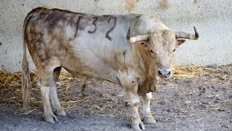 El toro 'Taranto' (nº 132) de la ganadería de Fuente Ymbro (7 de julio), jabonero, y de 595 kilos de peso, en los Corrales del Gas de Pamplona para San Fermín 2026. IÑIGO ALZUGARAY