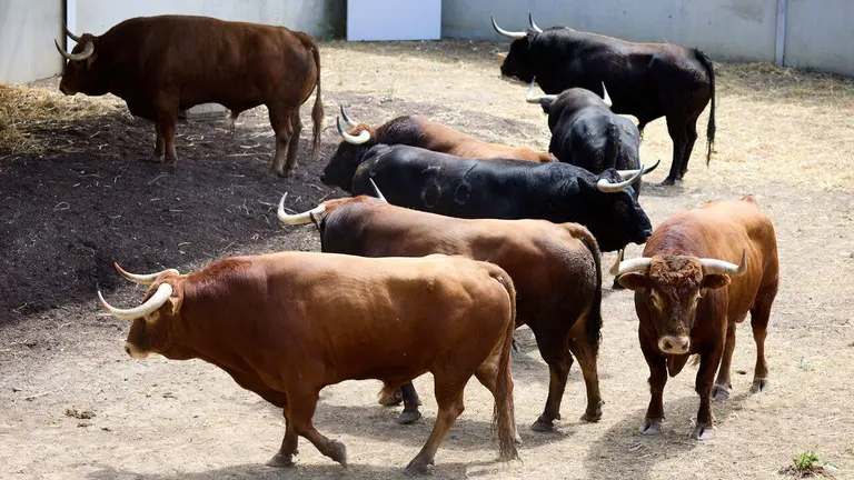 Toros de la ganadería de Álvaro Núñez (10 de julio), en los Corrales del Gas de Pamplona para San Fermín 2026. IÑIGO ALZUGARAY
